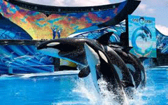 Shamu & SeaWorld One Ocean Show